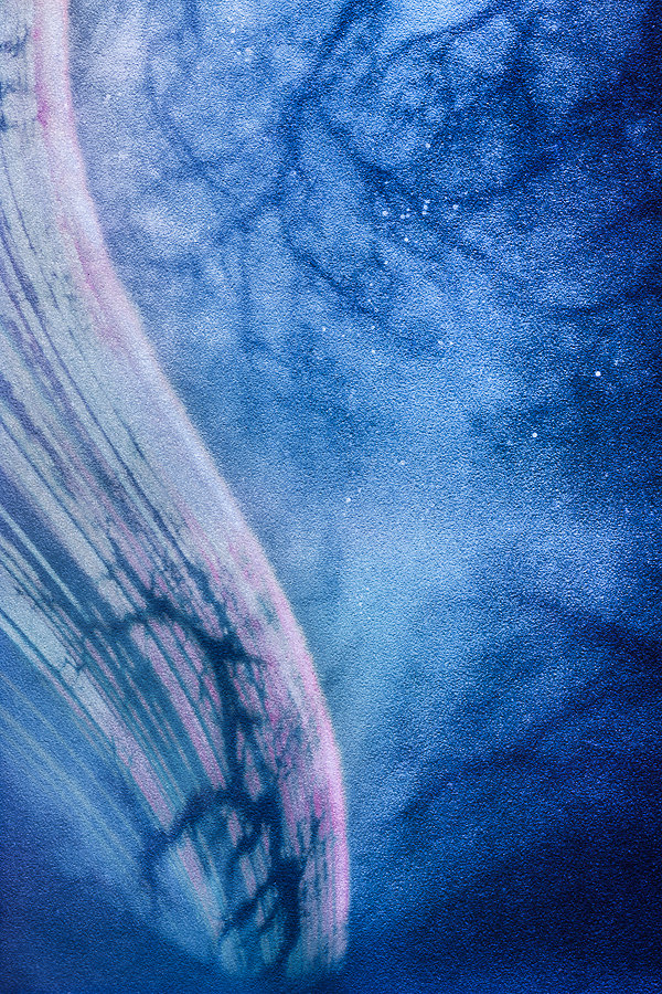 A Veiled Branch